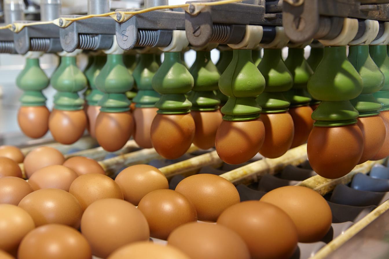 Eggs packing station Eggs packing station